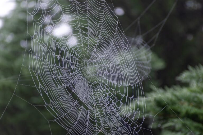 How to Fix Crawl Budget Issues on Large Websites crawling budget - seomytics.com